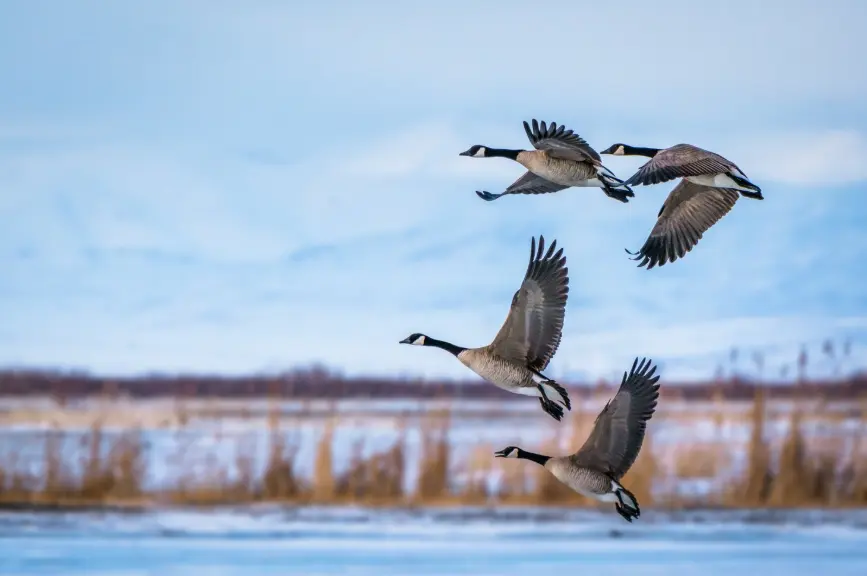 IIHM Organises World Migratory Bird Day Session with Insightful Student Presentations